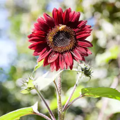 Sementes de Girassol Sol Vermelho ISLA - comprar online