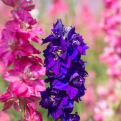 Sementes de Delphinium Esporinha Dobrada (Sortida) ISLA - Cultiv.me