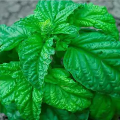 Sementes Manjericão Toscano (Folha de Alface) TOPSEED - comprar online