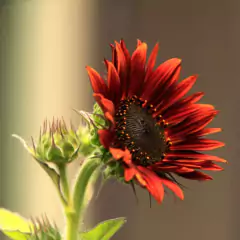 Sementes de Girassol Sol Noturno ISLA - loja online