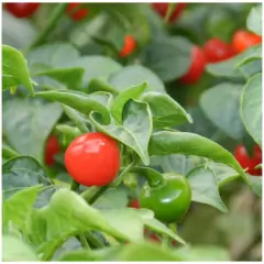 Sementes de Pimenta Redonda para Vaso TOPSEED na internet