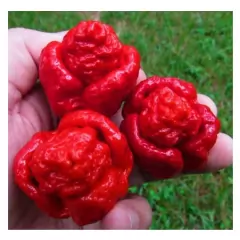Sementes Pimenta Cowboy [Trinidad Scorpion Vermelha] FELTRIN na internet