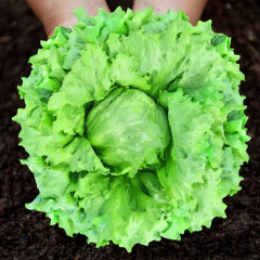 Semente de Alface Americana Dandara Super ISLA - loja online