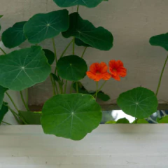 Sementes de Capuchinha Anã Tango ISLA na internet