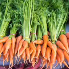 Sementes de Cenoura Baby Blueline TOPSEED na internet