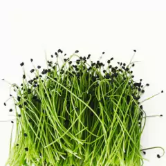 Sementes Brotos Microverdes de Cebola Durga Super ISLA - comprar online