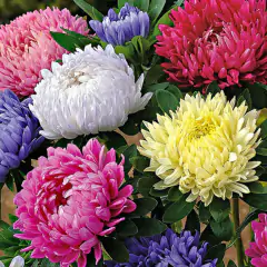 Sementes de Rainha Margarida Beauté D'Amerique TOPSEED - loja online