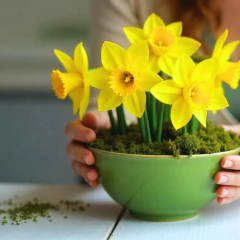 Imagem do Musgo Desidratado (100g) ALL GARDEN