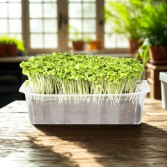 Sementes Microverde Brocolis Calabres Cabeça (500g) TOPSEED - loja online