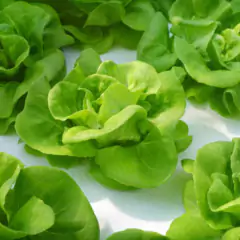 Imagem do Sementes de Alface Aurélia (Manteiga) TOPSEED