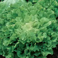 Sementes Chicória Lisa (Escarola) TOPSEED - comprar online