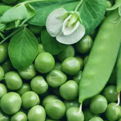 Sementes de Ervilha Petit Pois (100g) TOPSEED na internet