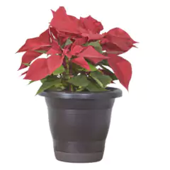 Vaso Milano Prato Anti-Dengue (G-35x30) Preto RIQUEPLÁS