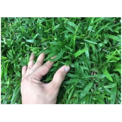 Sementes Grama São Carlos (folha Larga) Isla - loja online