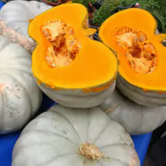 Sementes de Abobora Sergipana (Jerimum Leite) Super ISLA - Cultiv.me