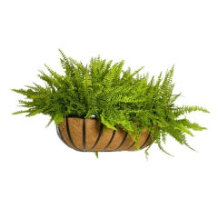 Imagem do Jardineira de Parede em Fibra de Coco (60cm) TOP GARDEN