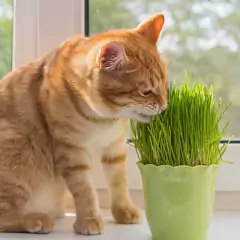 Sementes de Grama dos Gatos (Cat Grass) Blueline TOPSEED - Cultiv.me