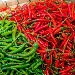 Sementes de Pimenta Cayenne Long Slim FELTRIN - comprar online
