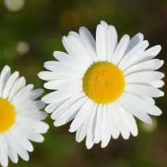 Sementes de Margarida Branca Blueline TOPSEED - comprar online