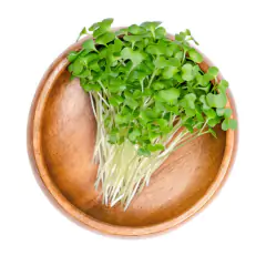Imagem do Sementes Brotos Microverdes de Couve Mahara (100g) ISLA