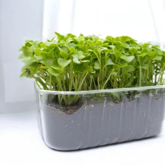 Sementes Microverde Couve Manteiga da Georgia (500g) TOPSEED - loja online