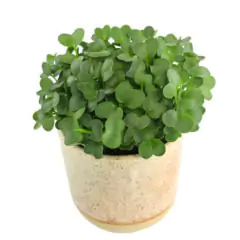 Sementes Brotos Microverdes de Mostarda Nayana (100g) ISLA