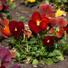 Imagem do Sementes Amor-Perfeito Gigante Suíço (Vermelho) FELTRIN