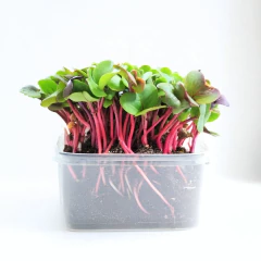 Sementes Microverde Rabanete Crimson (500g) TOPSEED - loja online