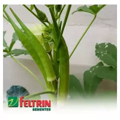 Sementes de Quiabo Valença FELTRIN - Cultiv.me