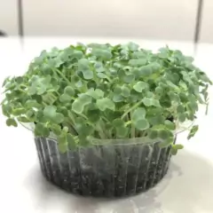 Sementes Brotos Microverdes de Mostarda Nayana (100g) ISLA - comprar online
