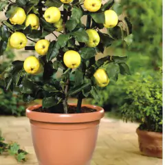Vaso primavera Nº2 cor cerâmica (1,9L) NUTRIPLAN - Cultiv.me