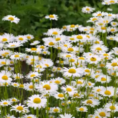 Sementes de Margarida Branca Blueline TOPSEED - comprar online