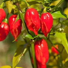 Sementes de Pimenta Cascavel (Bhut Jolokia) FELTRIN - comprar online