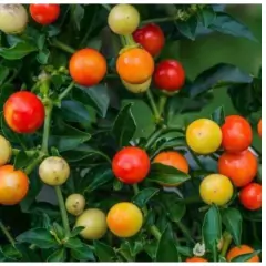 Sementes de Pimenta Redonda para Vaso TOPSEED - loja online