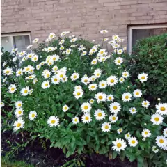 Imagem do Sementes de Margarida Branca Blueline TOPSEED