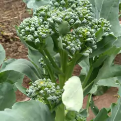 Sementes de Brócolis Ramoso Piracicaba (100g) TOPSEED - comprar online