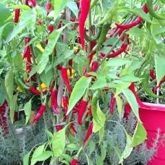 Imagem do Sementes de Pimenta Cayenne Long Slim FELTRIN