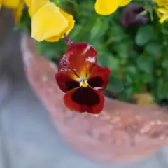 Sementes Amor-Perfeito Gigante Suíço (Vermelho) FELTRIN