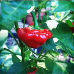 Sementes de Pimenta Jamaican [Red] TOPSEED - comprar online