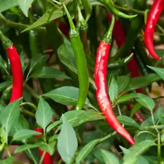 Sementes de Pimenta Cayenne Long Slim FELTRIN