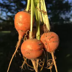 Sementes de Cenoura Planeta (Bolinha) Blueline TOPSEED na internet