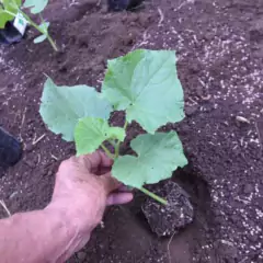 Sementes de Pepino Japonês Hiroshi ISLA