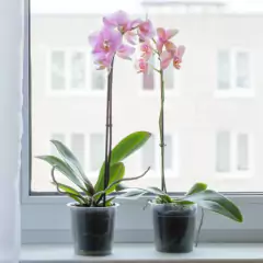 Kit para Orquídeas Média (2 Vasos Transparente + Substrato)