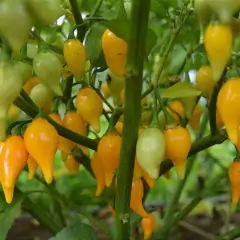 Sementes de Pimenta Guadalajara (Biquinho Amarela) FELTRIN