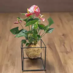Suporte Cubo G para Kokedama (25X25X25) Preto JC JARDIM - Cultiv.me
