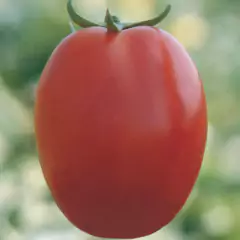 Sementes de Tomate Santa Adélia TOPSEED - comprar online