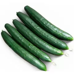 Sementes de Pepino Híbrido Nagai Japonês (800mg) SUPER ISLA na internet