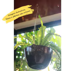 Cabo Aço Vasos 45cm c/3 Pontas (Suporta até 25kg) NUTRIPLAN - loja online