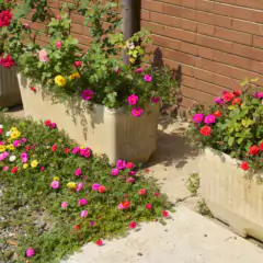 Sementes Portulaca Grandiflora (Sortida) Blueline TOPSEED - loja online