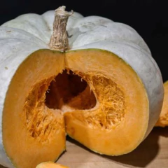 Sementes de Abobora Sergipana (Jerimum de Leite) ISLA - Cultiv.me